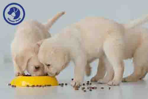 Thức ăn cho chó con 2 tháng tuổi dinh dưỡng bạn cần biết 