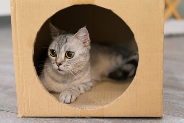 Hộp carton cho mèo
